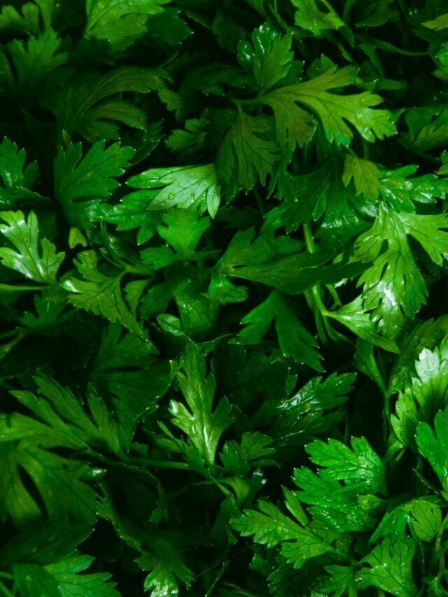 Benefits of coriander for kidney health